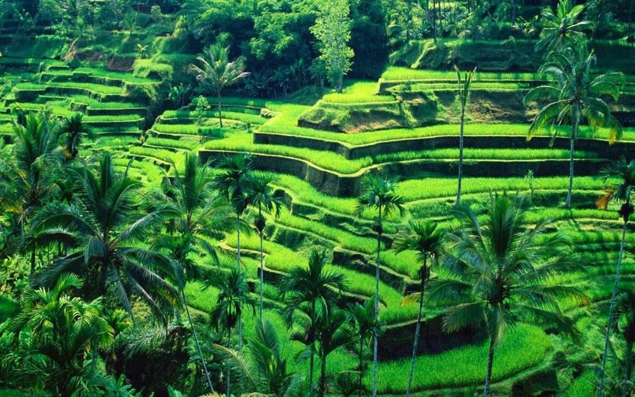 White Creative Villa Campuhan Ubud Exterior foto